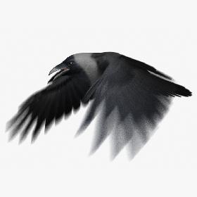 House Crow (Animated)